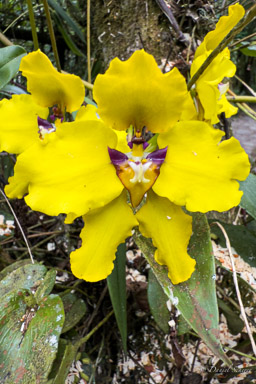 Cyrtochilum macranthum
