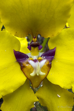 Cyrtochilum macranthum