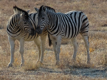 zèbre de Burchell - Burchell's zebra  