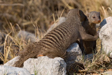 Mangouste rayée - Banded mongoose  