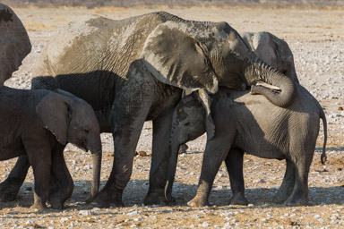 Eléphant  
