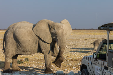 Eléphant  