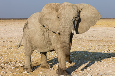 Eléphant  