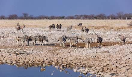 Zebre  