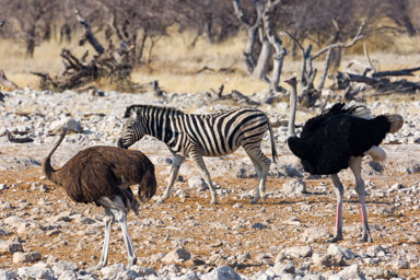 Zebre  