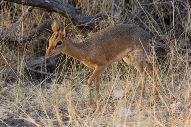 Damara dik-dik  
