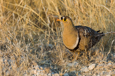 Ganga bibande - Double-banded Sandgrouse  