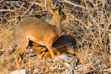 Damara dik-dik  