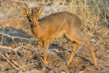 Damara dik-dik  