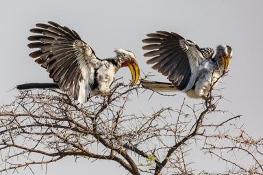 Calao à bec jaune- Eastern Yellow-billed Hornbill  