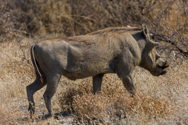 Phacochère - Warthog  