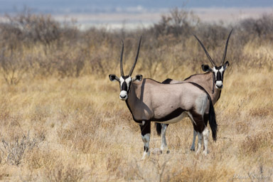 Oryx  