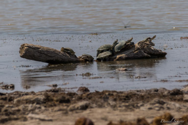 Tortue - Turtle  