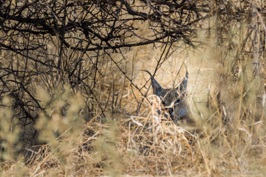 Caracal  