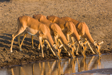 Impala - blackfaced impala  