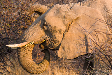 Eléphant  