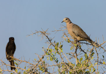 Tourterelle du Cap - Ring-necked Dove  