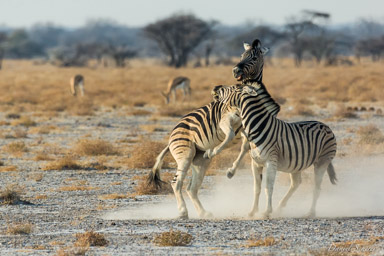 Zebre  