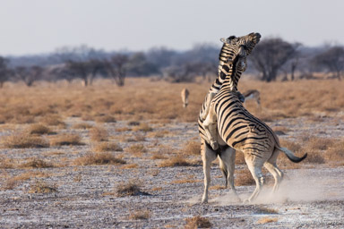 Zebre  