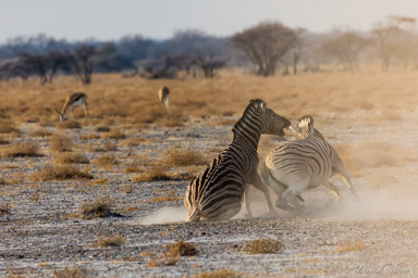Zebre  