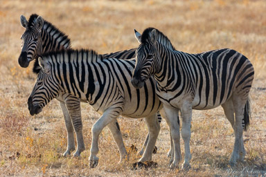 Zebre  