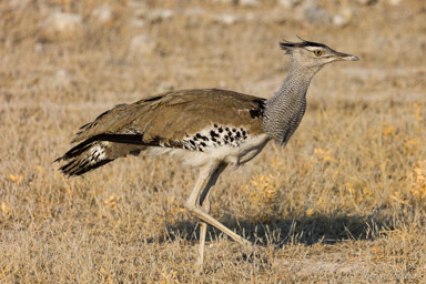 Outarde kori - Kori Bustard  