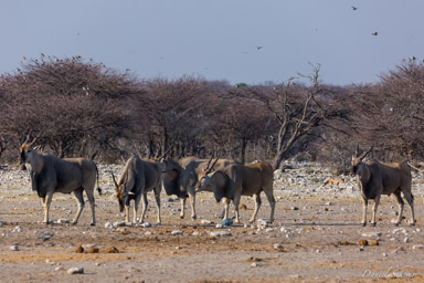 Eland  