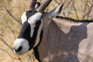 Oryx  
