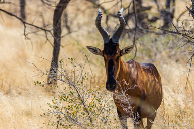 Bubale rouge - red hartebeest  