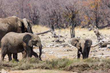 Eléphant  