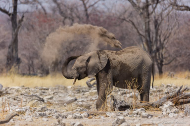 Eléphant  