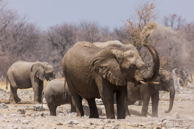 Eléphant  