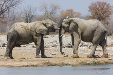 Eléphant  