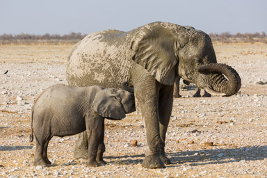 Eléphant  