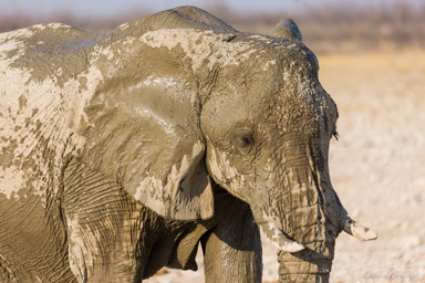 Eléphant  