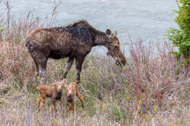 Elan/Moose