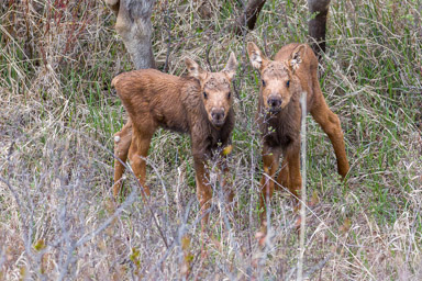 Elan/Moose