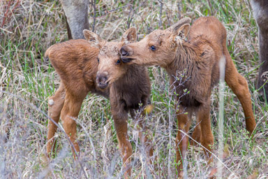 Elan/Moose