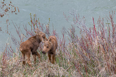 Elan/Moose