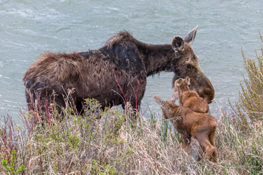 Elan/Moose