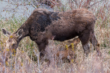 Elan/Moose