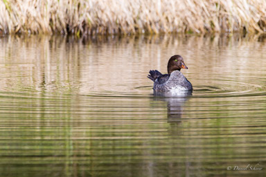 Garrot à oeil d'or/Goldeneye