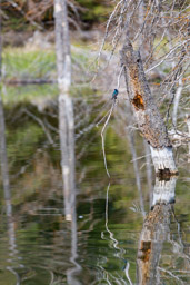 Hirondelle bicolore/Tree Swallow