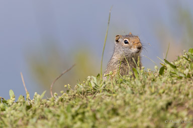 écureuil terrestre/Ground Squirrel