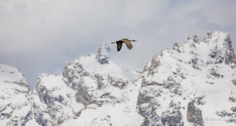 Grue du Canada/Sandhill Crane