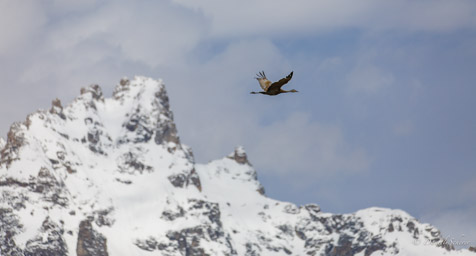 Grue du Canada/Sandhill Crane