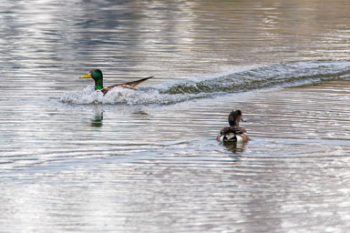 Canard Colvert/Mallard