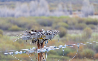 Balbuzard pêcheur:Western Osprey