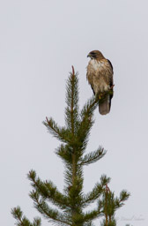 Buse de Swainson/Swainson's Hawk