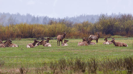 Wapiti/Elk